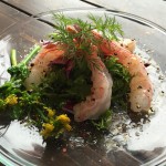 coastlife_shrimp_003