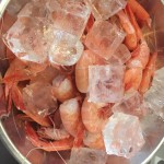 coastlife_shrimp_004